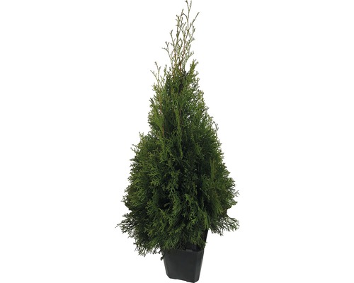 Lebensbaum FloraSelf Thuja occidentalis 'Smaragd' H 60-80 cm im ClickCo