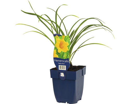 Taglilie ''Stella d''Oro'' im Topf