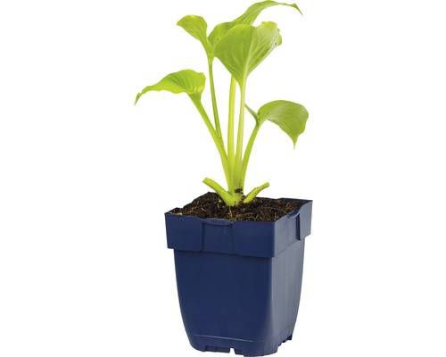 Hosta-Pflanze in einem blauen Topf