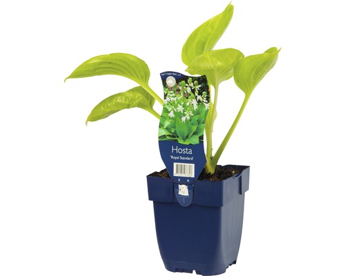 Funkie, Herzlilie FloraSelf Hosta-Cultivars 'Royal Standard' H 5-60 cm Co 0,5 L