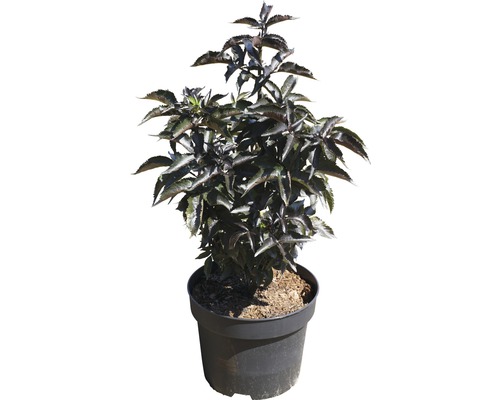 Schwarzer Holunder im Topf