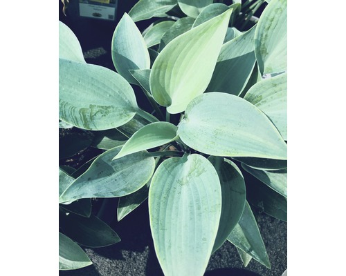 Graublaue Funkie, Herzlilie FloraSelf Hosta tardiana 'Halcyon' H 5-20 cm Co 0,5 L Funkie Pflanze mit großen Blättern