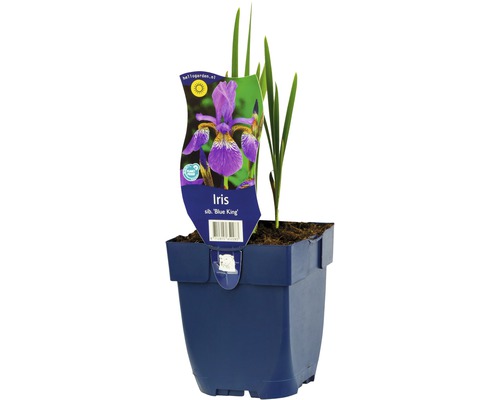 Sibirische Schwertlilie, Wiesen-Schwertlilie FloraSelf Iris sibirica H 5-80 cm Co 0,5 L