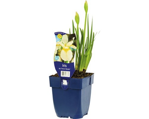 Sibirische Schwertlilie, Wiesen-Schwertlilie FloraSelf Iris sibirica 'Snow Queen' H 5-30 cm Co 0,5 L