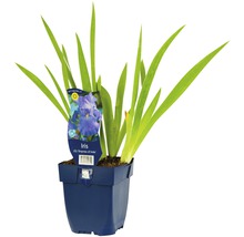 Iris im Topf mit Sortenetikett