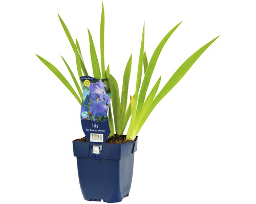 Schwertlilie FloraSelf Iris x germanica 'Empress of India' H 5-90 cm Co 0,5 L Iris im Topf mit Sortenetikett