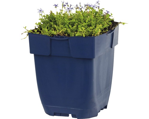 Blauer Pflanzkasten mit blühenden Pflanzen