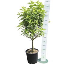 Rispenhortensie FloraSelf Hydrangea paniculata 'Limelight' Halbstamm 125 cm H 150-175 cm Co 18 L