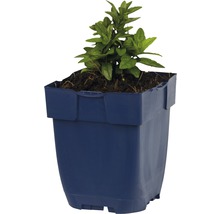 Schönaster FloraSelf Kalimeris incisa H 5-20 cm Co 0,5 L