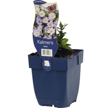 Schönaster FloraSelf Kalimeris incisa H 5-20 cm Co 0,5 L