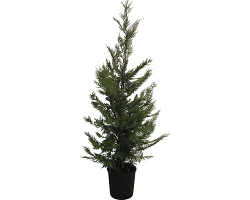 Englische Zypresse FloraSelf Cupressocyparis leylandii H 125-150 cm Co 12 L