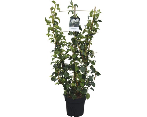 Kletterhortensie im Topf mit Rankhilfe