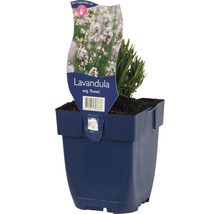 Lavendel FloraSelf Lavandula angustifolia 'Rosea' H 5-20 cmCo 0,5 L-thumb-0