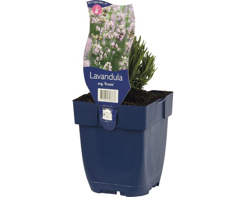 Lavendel FloraSelf Lavandula angustifolia 'Rosea' H 5-20 cmCo 0,5 L-0