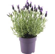 Lavendel im Topf