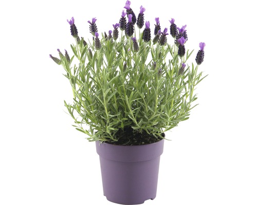 Schopflavendel FloraSelf Lavandula stoechas H 15-20 cm Ø 12 cm Topf