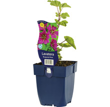 Bechermalve FloraSelf Lavatera olbia 'Burgundy Wine' H 5-125 cm Co 0,5 L