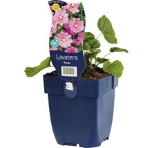 Lavatera Rosea im Topf
