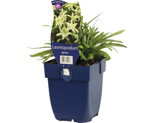 Edelweiß Pflanze im Topf