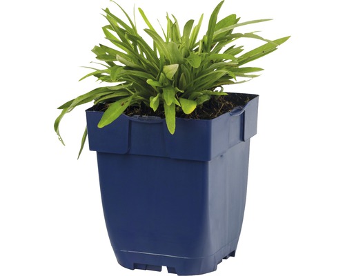 Gartenpflanze im Topf