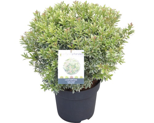 japansiche Lavendelheide FloraSelf Pieris japonica 'Little Heath' H 40-50 cm Co 6 L Lavendelheide ''Little Heath'' in einem Topf