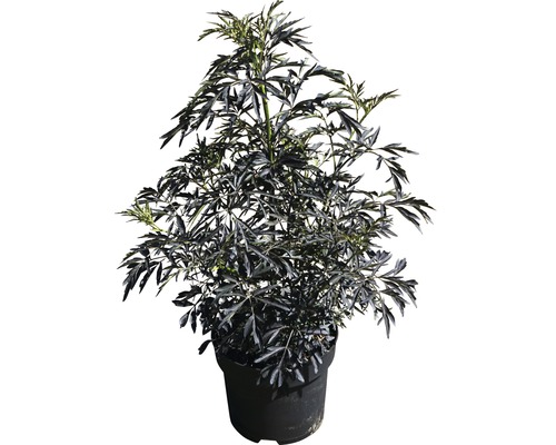 Schwarzer Holunder im Topf