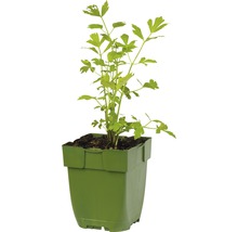 Liebstöckel, Maggikraut Levisticum officinale H 5-20 cm Co 0,5 L