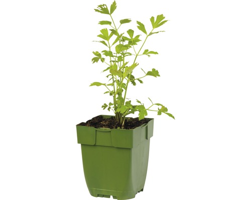 Echter Sellerie in einem Topf