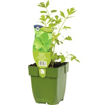 Liebstöckel, Maggikraut Levisticum officinale H 5-20 cm Co 0,5 L