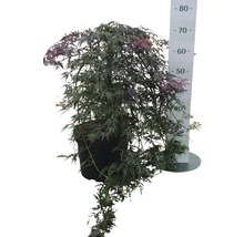 Fächerahorn FloraSelf Acer palmatum 'Orangeola' H 80-100 cm Co 10 L-thumb-1