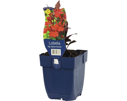 Rote Wasserlobelie FloraSelf Lobelia fulgens 'Queen Victoria' H 5-20 cm Co 0,5 L Lobelia ''Queen Victoria'' Pflanze im Topf