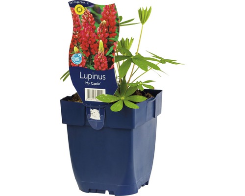 Lupine FloraSelf Lupinus -Cultivars 'My Castle' H 5-20 cm Co 0,5 L-0