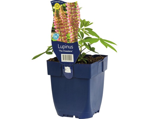 Lupine FloraSelf Lupinus polyphyllus 'The Chatelaine' H 5-30 cm Co 0,5 L