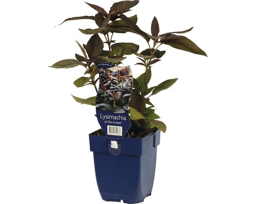 Bewimperter Felberrich FloraSelf Lysimachia ciliata 'Fire Cracker' H 5-20 cm Co 0,5 L Lysimachia Feuerkerze in einem Topf