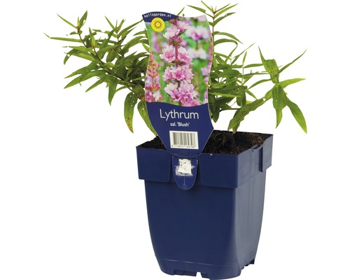 Blutweiderich ''Blush'' im Topf