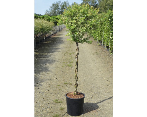 Geflochtener Baum im Topf für den Garten