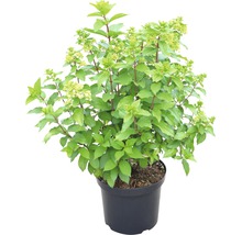 Rispenhortensie FloraSelf Hydrangea paniculata 'Magical Mont Blanc' H 80-100 cm Co 10 L