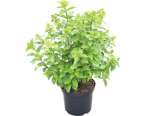 Rispenhortensie im Topf
