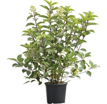 Rispenhortensie FloraSelf Hydrangea paniculata 'Wim´s Red' ®H 80-100 cm Co 10 L-thumb-1