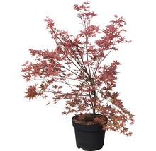 Fächerahorn FloraSelf Acer palmatum 'Beni-Maiko' H 80-100 cm Co 10 L-thumb-1