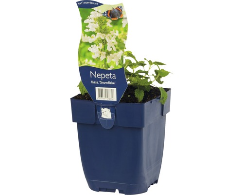Nepeta faassenii Snowflake Pflanze in einem Topf