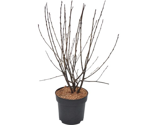 Strauch in einem Topf