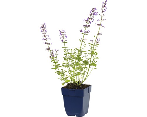 Katzenminze in einem Topf