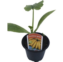 Gelbe Zucchini Pflanze im Topf