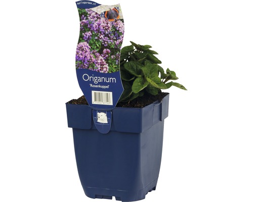 Oregano Rosenkuppel im Topf