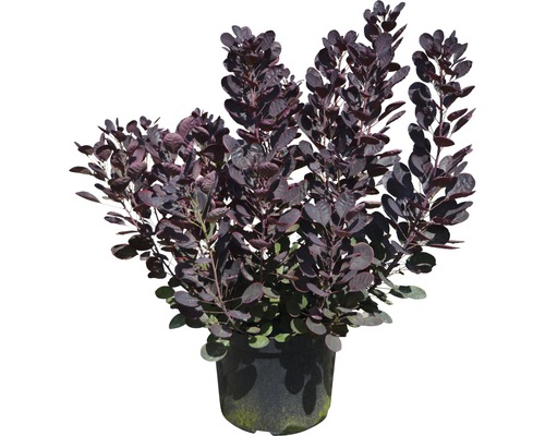 Perückenstrauch im Topf