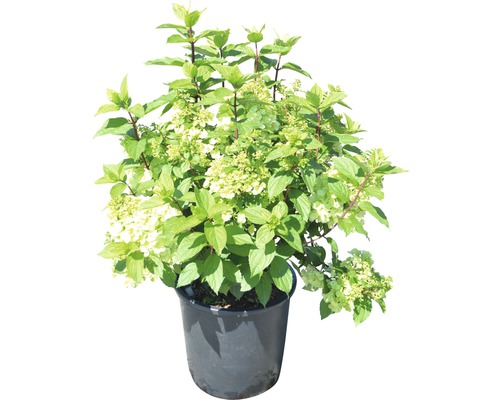 Rispenhortensie FloraSelf Hydrangea paniculata 'Magical Mont Blanc' H 100-125 cm Co 18 L