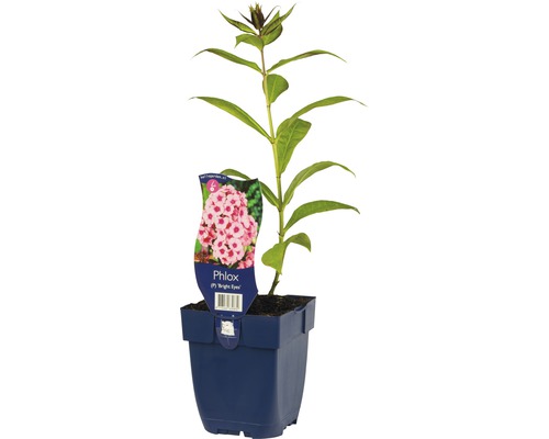 Flammenblume im Topf