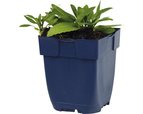 Blumentopf mit grüner Pflanze