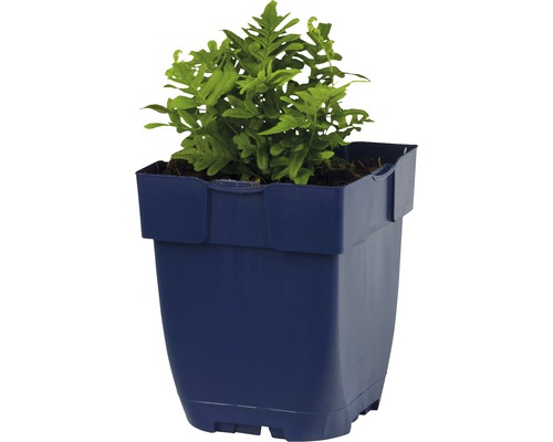 Gefäßfarn in einem Topf